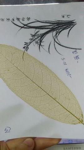叶脉书签